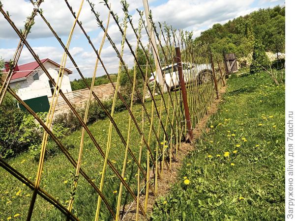 Первые листочки