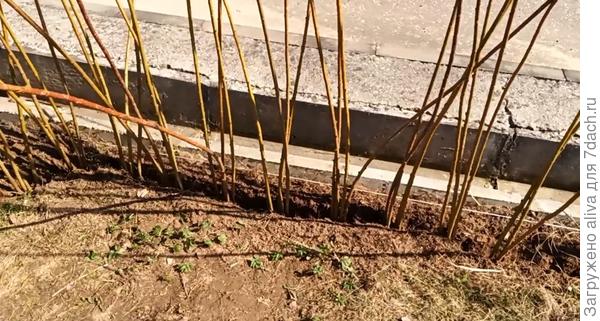 группами по 4 шт. или по 6 шт. вставляем в землю