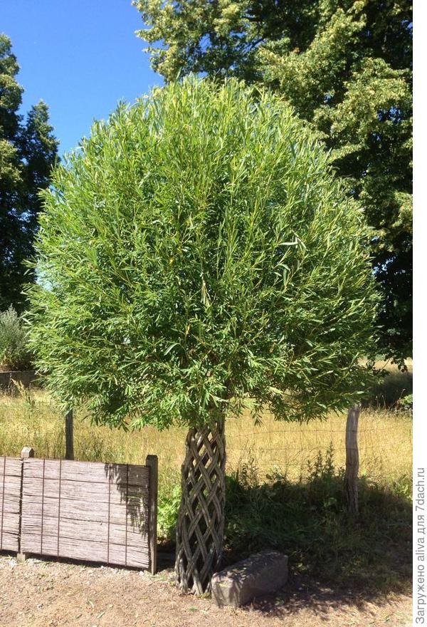 Пример взрослого дерева (найдено в интернете)