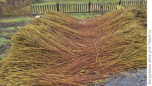 Прут собирают осенью. Собирают на плантациях, с единым сортом, полностью однолетний. Зимой отсортировывают по длине и толщине