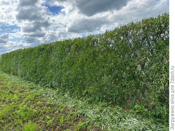 Примерно так. :)