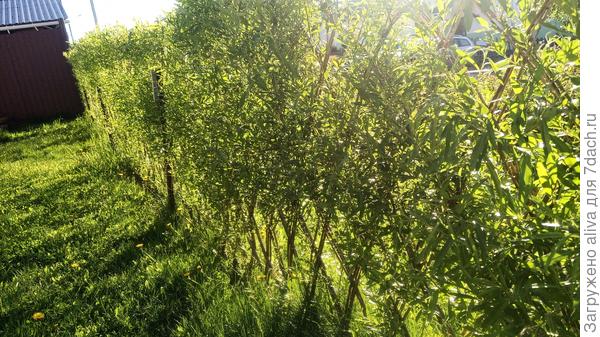 Изгородь третий год