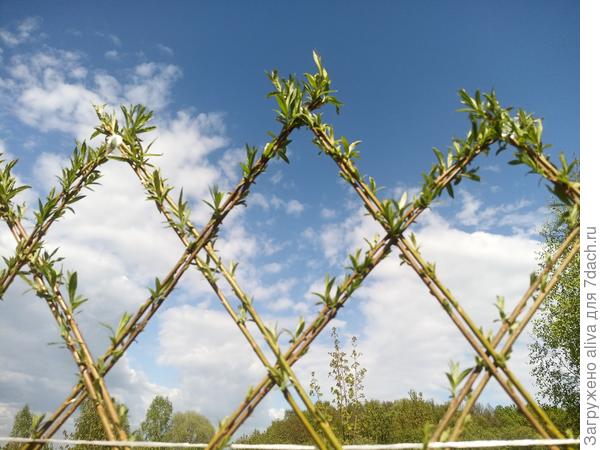 Все мы любим, когда приходит весна и всё просыпается. Просыпается в том числе и забор