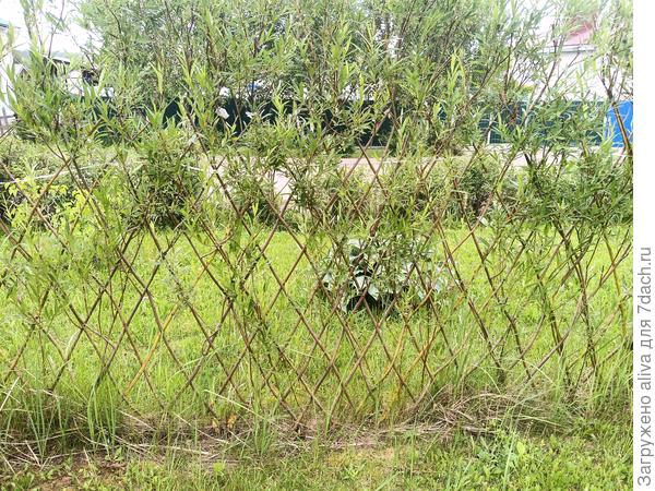 Шёл 3й год - не разрослась :)