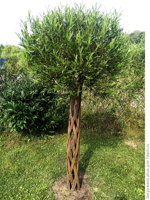 Это тоже ива, ей задают форму