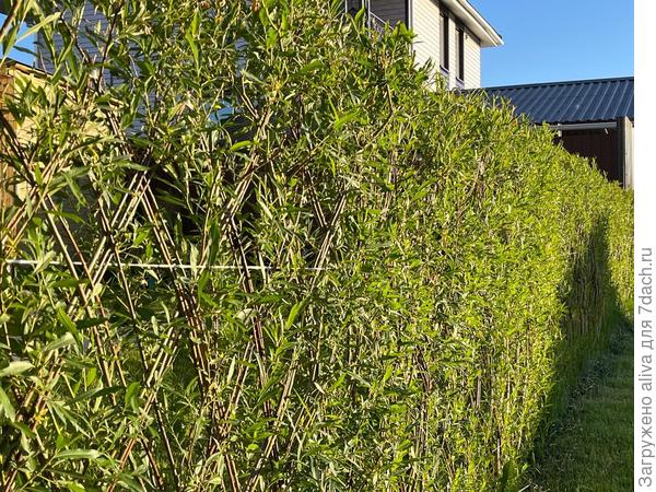 Легко контролируемая изгородь