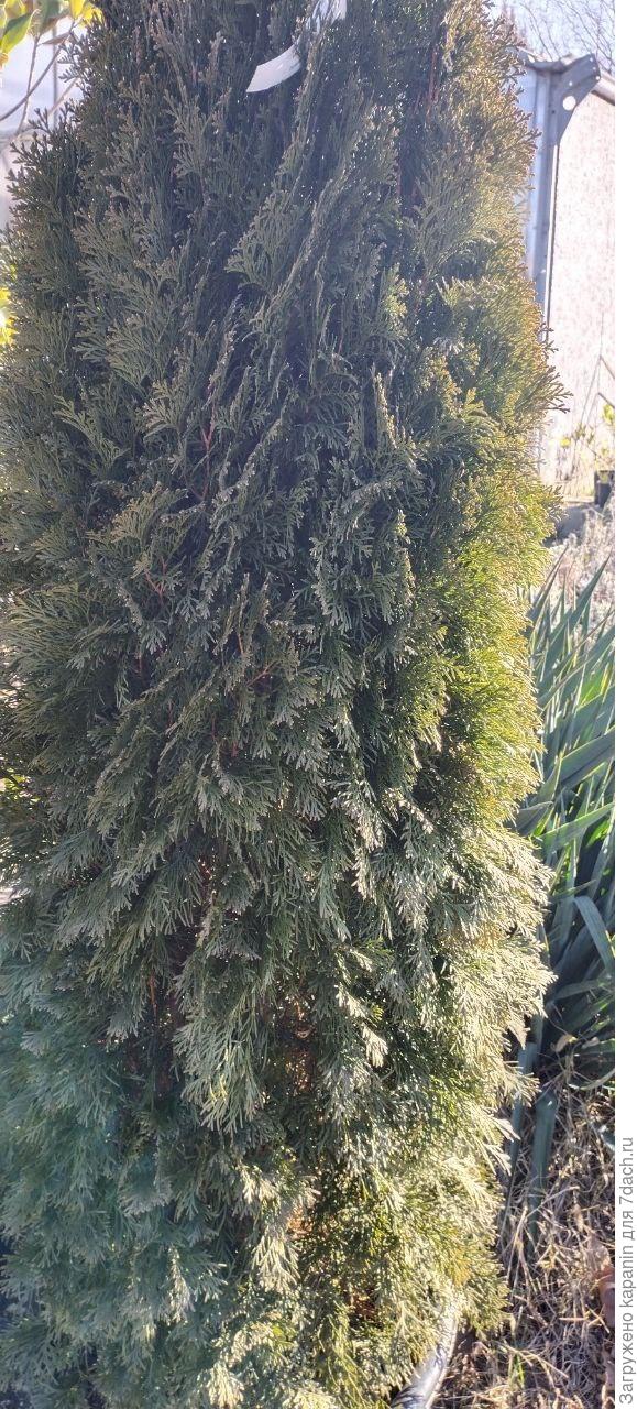 гулял и наткнулся на улице, помогите определить вид хвойного растения на фото