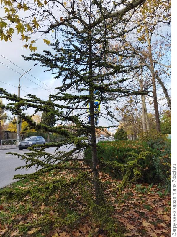 Хвойное дерево в Севастополе