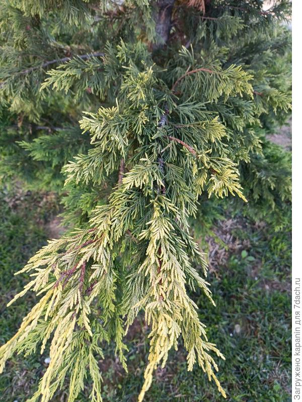 помогите определить хвою с фотографии, увидел на прогулке по городу