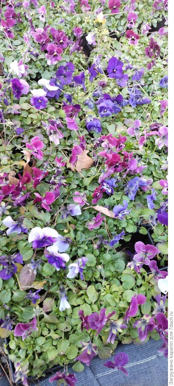 гулял по Севастополю, наткнулся на клумбе. Похоже на фиалку, скажите, пожалуйста, точное название