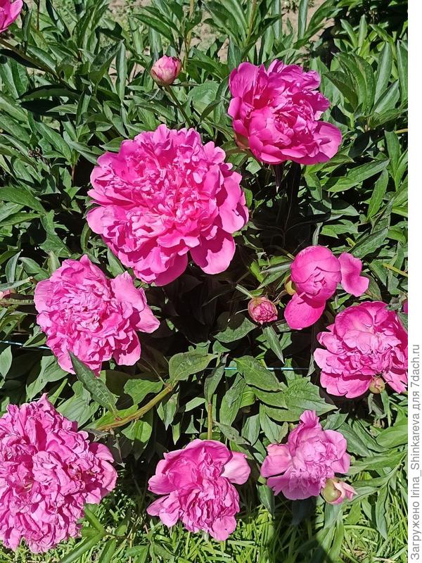 Здравствуйте, подскажите, пожалуйста. Вид и сорт цветка, заранее спасибо