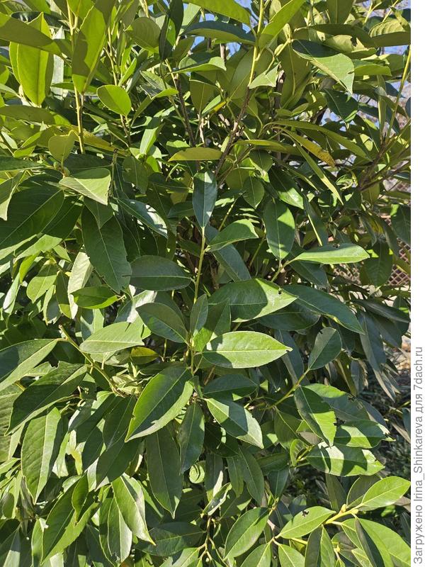 Здравствуйте. Какое растение изображено на фото?