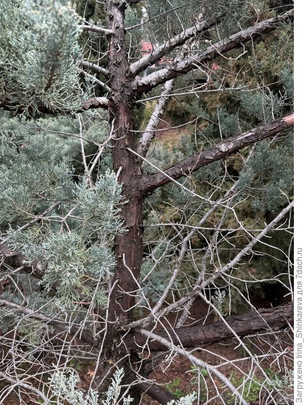 что на фото?