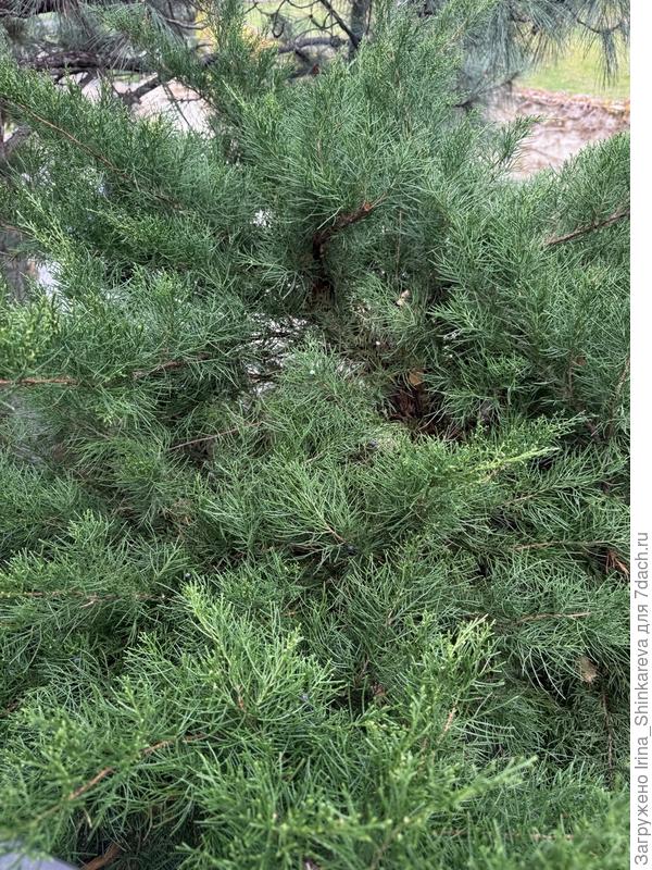 Что за можжевельник на фото?