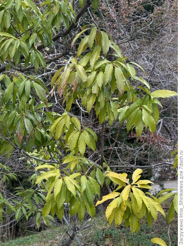 Какое дерево на фото?