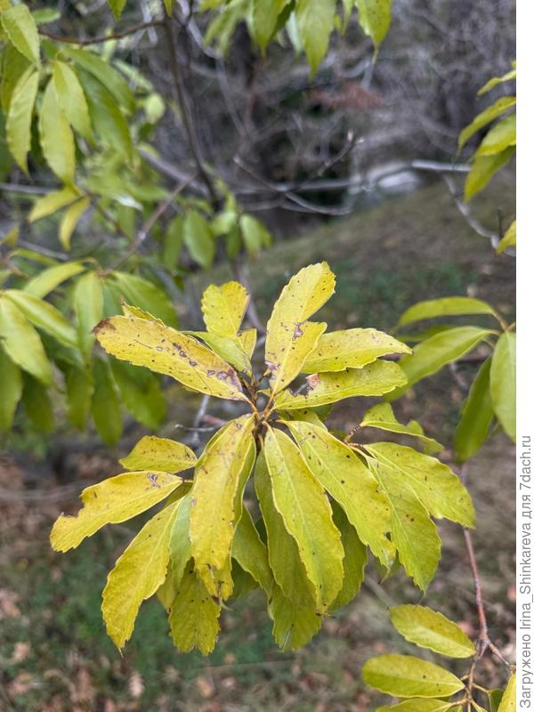 Какое дерево на фото?