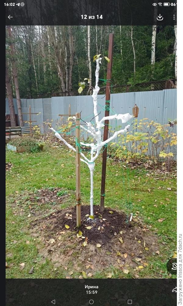 Вот нашла фото ито я пыталась ветки отогнуть. И в середине ноября садовым бинтом обматала , по другому яблони не зимуют на половину вымерзают