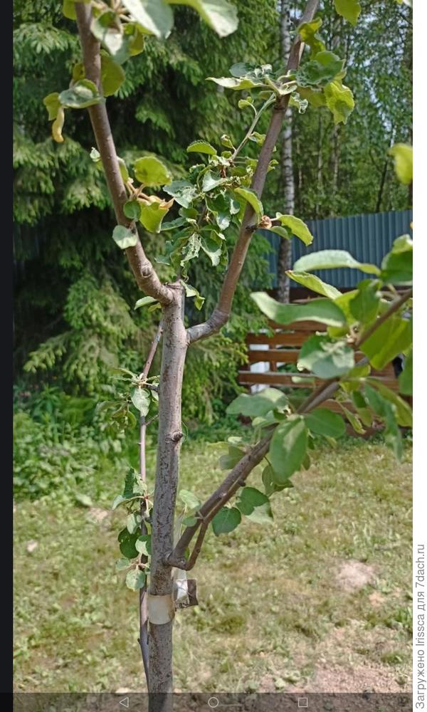 Яблоня сорта