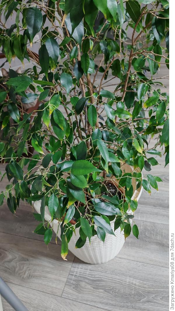 После пакета стали такие листья