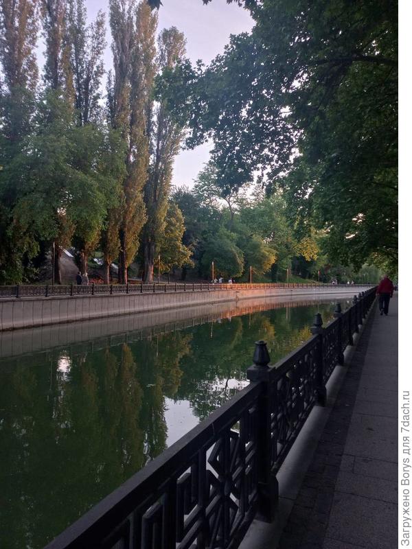 подскажите, что за дерево на фото