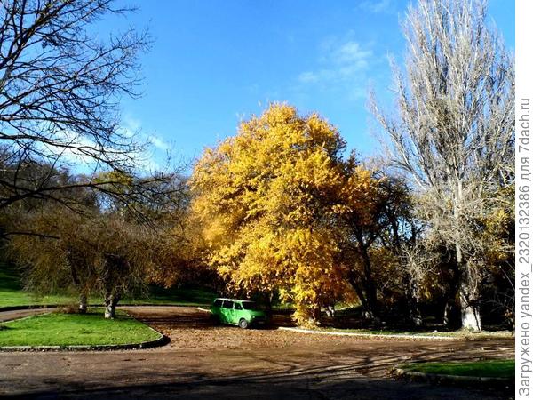 Дерево с золотой листвой