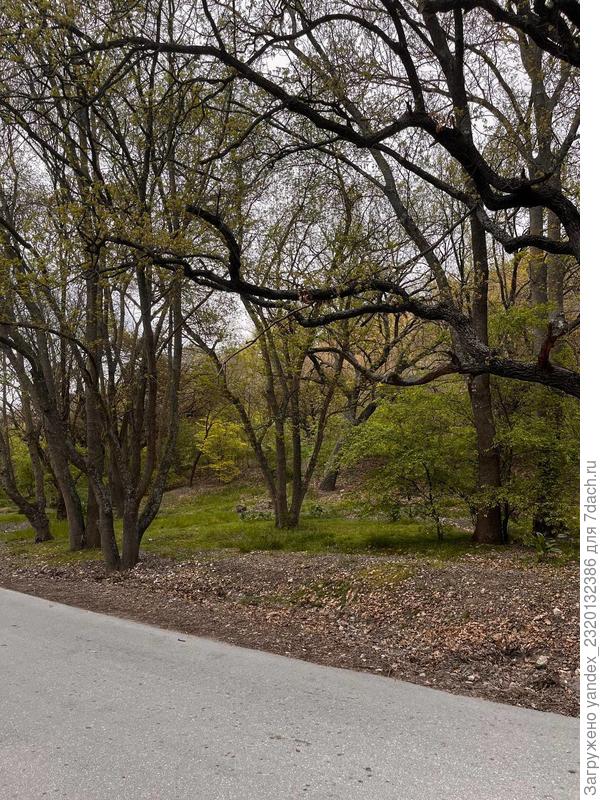 Деревья в Ушаковой Балке, помогите узнать, что за деревья на фото