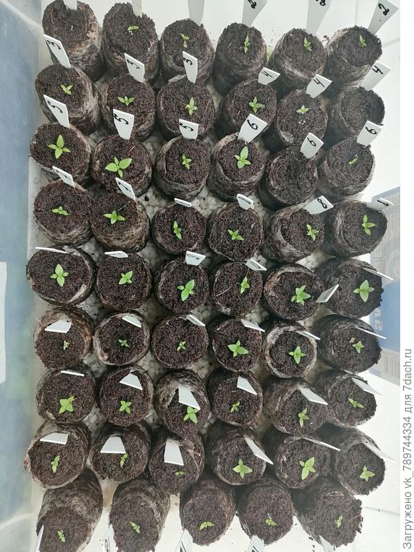 посев 29.12.25.