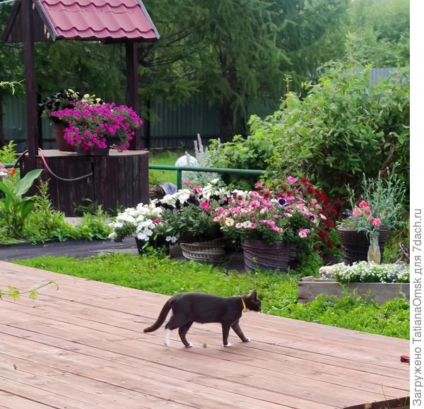 И это далеко не всё, петунии росли на любом свободном клочке земли, потому что их получилось оооочень много, даже с учётом разданных всем желающим и не очень)