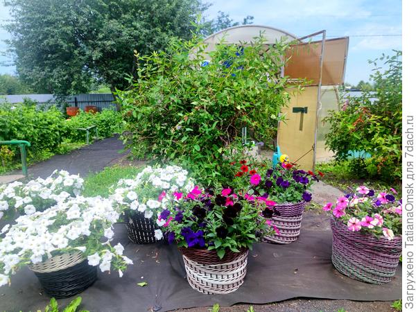 В своих кашпо...