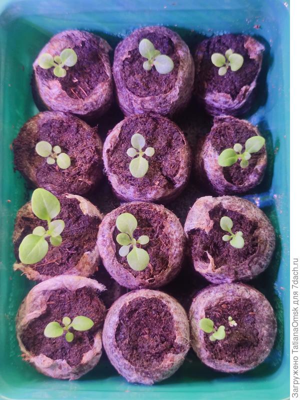 В нижнем правом углу, рядом с пустой таблеткой, пробился второй росточек! Видимо когда гранулы шебуршила - перенесла ногтем) Так что выход можно считать 100%, 12 из 12😁