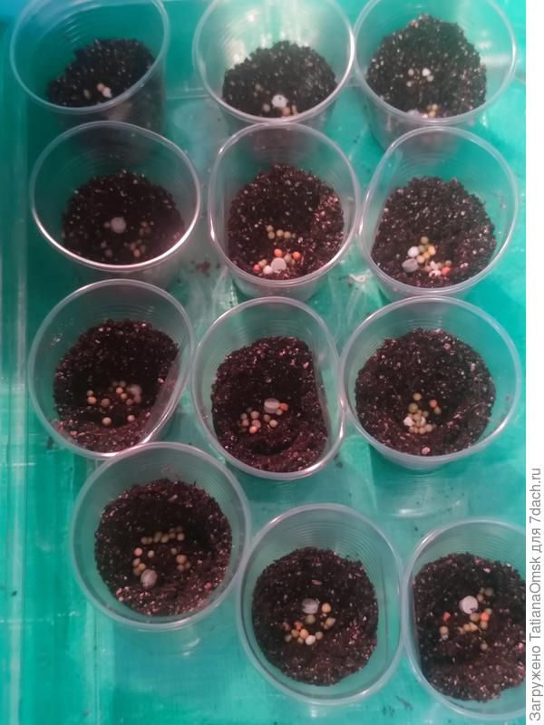 Примерно в серединку каждого стакана - таблетка глиокладина и несколько гранул осмокота (неполная чайная ложка на все 12)...