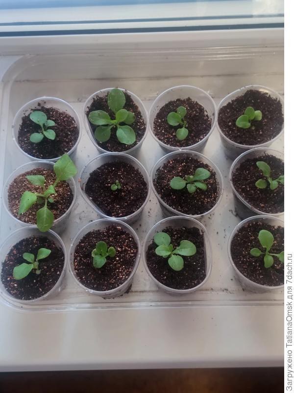 Сегодня отдохнут, а завтра - под "взрослую" лампу)