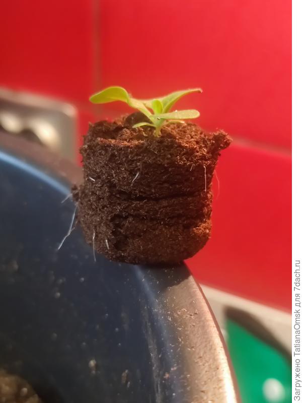 Почти у всех, кроме одного опоздуна, корешки уже пробились через оболочку.