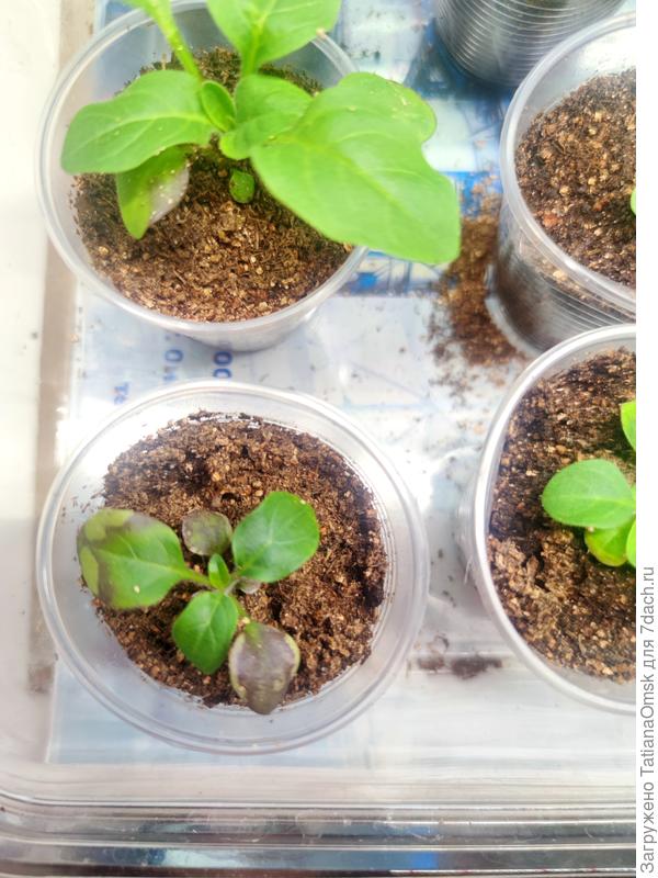 А мои притормозили пока, и листья фиолетовые наращивают. Прочитала про две причины: холод и, как следствие, дефицит фосфора (точно не мой вариант) и сортовая особенность Тайдалов. Решила утешить себя второй версией😁