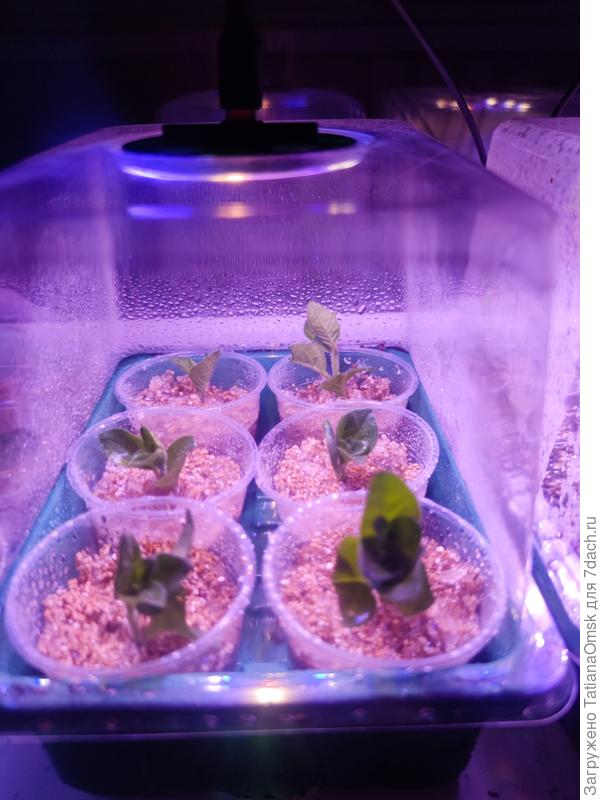 Поставила в микропарничок...