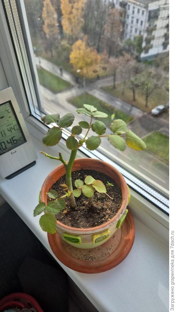 Наши лучшие времена