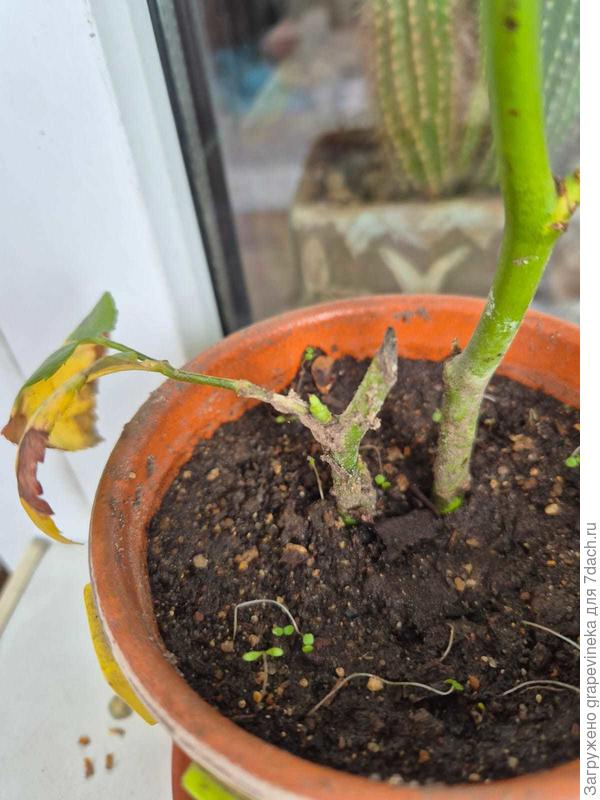 Песталоция?