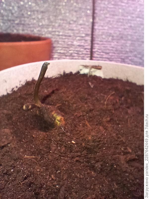 Манго с плохим стволом