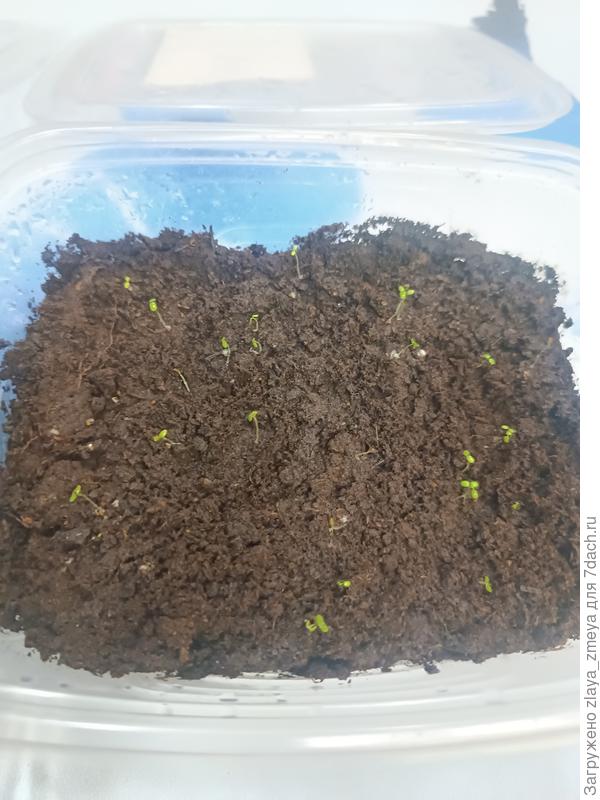 Али Баба слева и Александрина справа