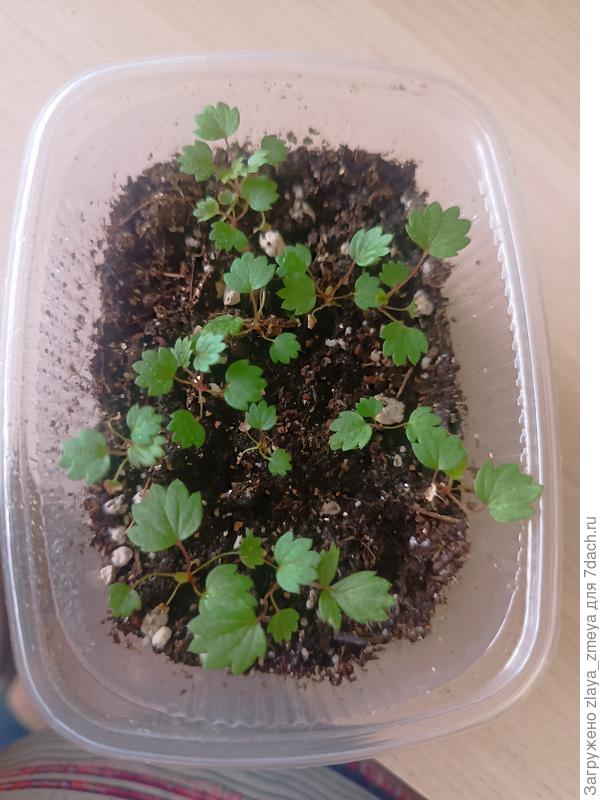 Результат на 19.03.