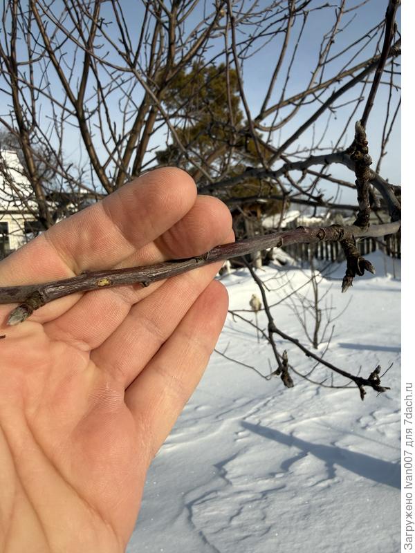 Ветка яблони