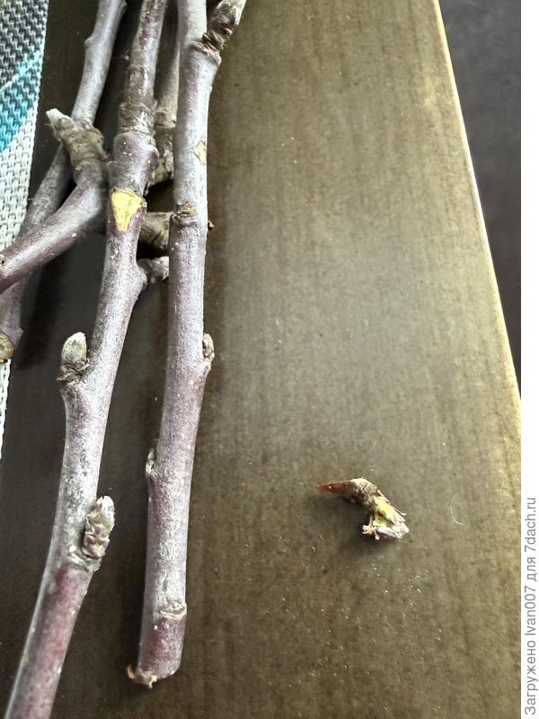 Здравствуйте, сегодня делал обрезку , почки и побеги живые
