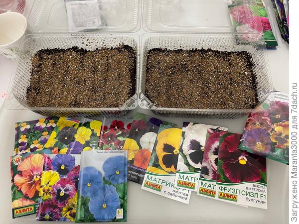 Анютины глазки, они же виолы. Насыпала от души, потом обязательно чертыхаться буду при пикировке, ну да ладно, не впервой) Присыпала вермикулитом сверху