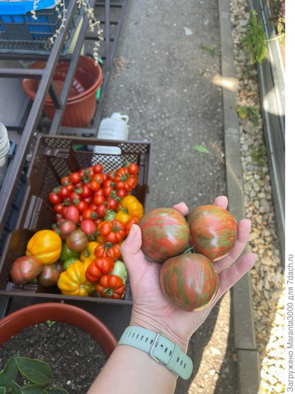 Как же я соскучилась! Как хорошо, что уже весна (ну и что, что технически только, и за окном навалило снега - 1 марта, значит, весна!)