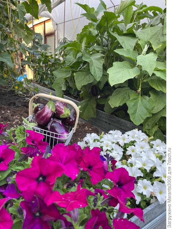 По аналогичной причине, в сезоне 2024, на этом месте я сажала петунии - нашла там муравьиное гнездо и засыпала всё Bros'ом.