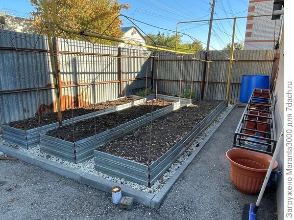 Бесячая ржавчина