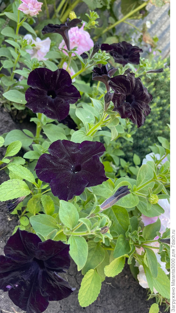 В прошлом сезоне меня покорила петуния Черный бархат, купила ещё семян и посадила, она приковывает к себе взгляд, действительно бархат, действительно чёрный