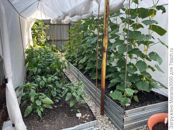 Любуюсь рядками молодых огурцов. Из-за тесноты и жадности, у этой хозяйки всегда огурцы болеют мучинистой росой - основной враг на наших угодьях.