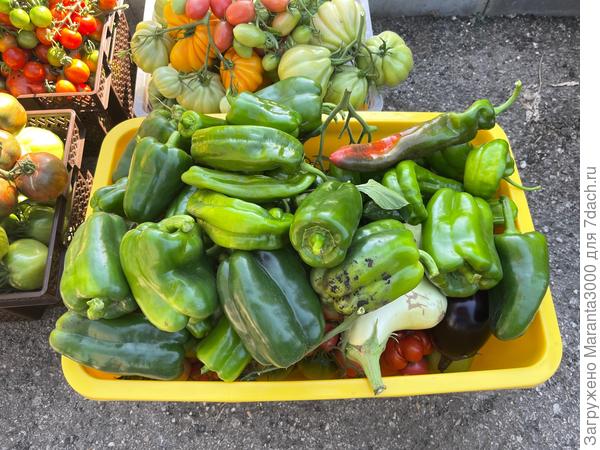 Перцы в прошлом году все были зелёные, не успели вызреть. Сеяла их 8 марта, так как почитала блогеров и решила, что нужно сажать попозже, чтоб рассада была крепче, здоровее, не вытягивалась и всё такое. И зря! На рассаду перца я никогда не жаловалась, а в итоге не получила урожая в нормальной спелости. Пришлось и собрать раньше, так как уезжали и осень у нас в 2025 (Самара) была холодная, не дождались они бы меня! Не то что в 2024 - урожай последний в ноябре снимали, так тепло было