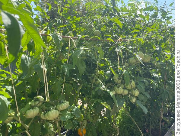 В общем, думаю, надо завязывать с первой своей публикацией, а то фотографий у меня море, но это же не значит, что все их нужно вывалить сюда. Для начала достаточно, для общего представления. И сразу лета захотелось, так раздразнила сама себя! Вчера был первый посев семян в сезоне, сделаю запись отдельно. Ну и про цветник тоже отдельно, там мало, но очень любимо!